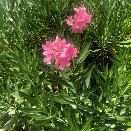 Ca Olivo Holiday home Bardolino